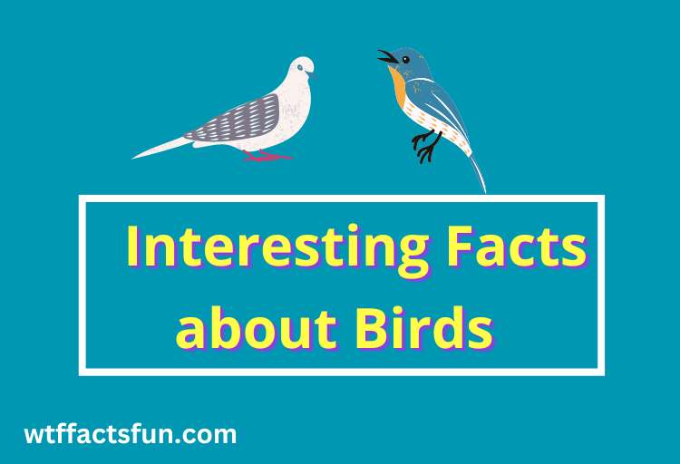 Interesting Facts about Birds