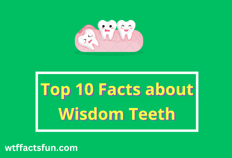 Facts about Wisdom Teeth