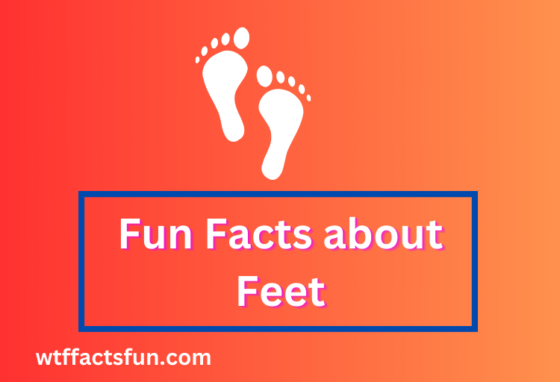 Fun Facts about Feet