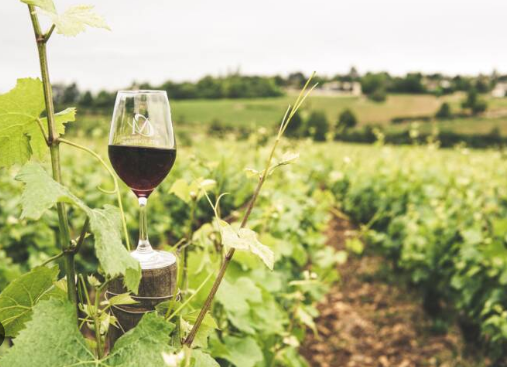 California produces more than 90% of the country's wine