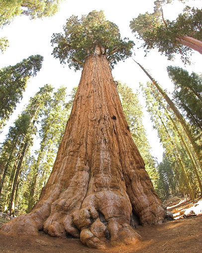 California is home to the world's tallest tree