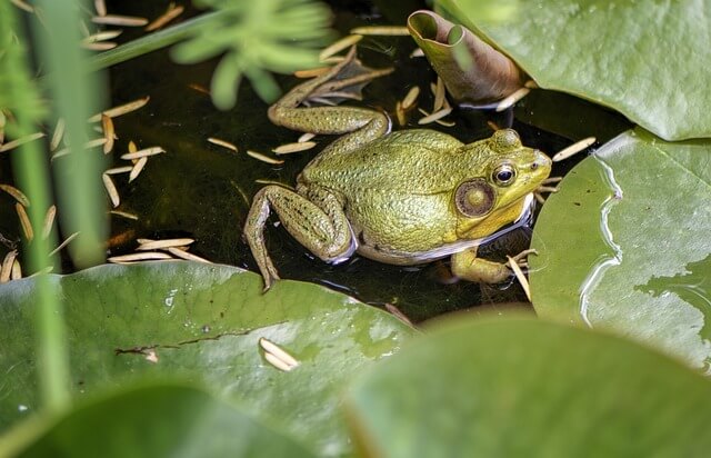 Fun Facts about Frogs