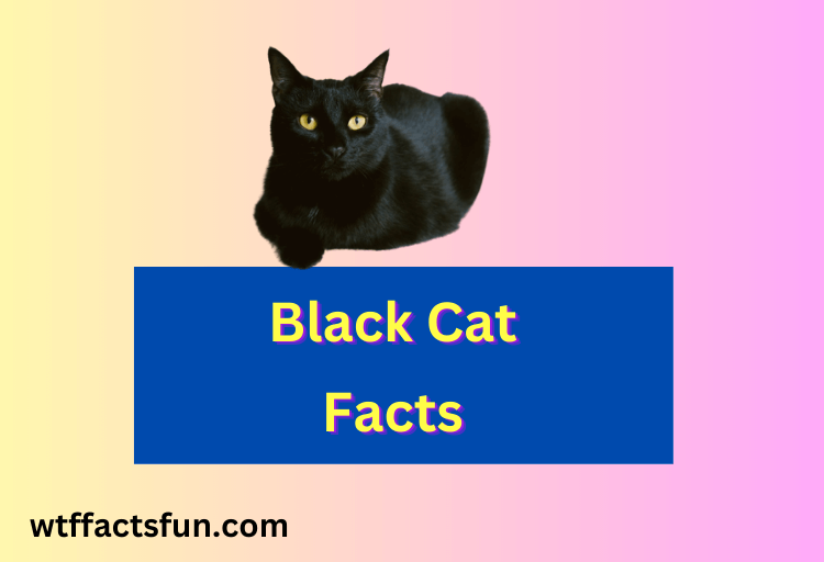 Black Cat Facts