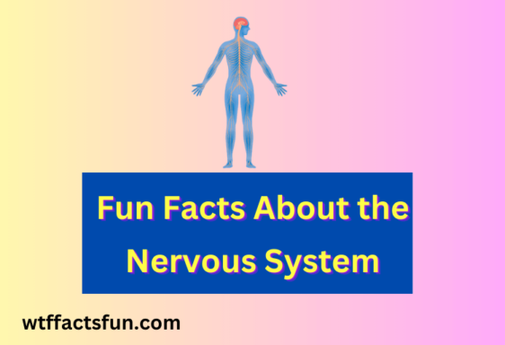 Fun Facts About the Nervous System