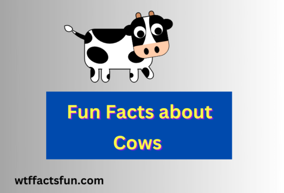 Fun Facts about Cows