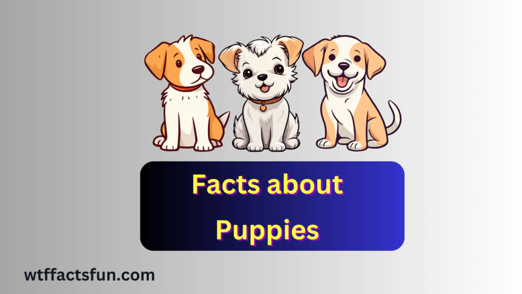 Facts about Puppies