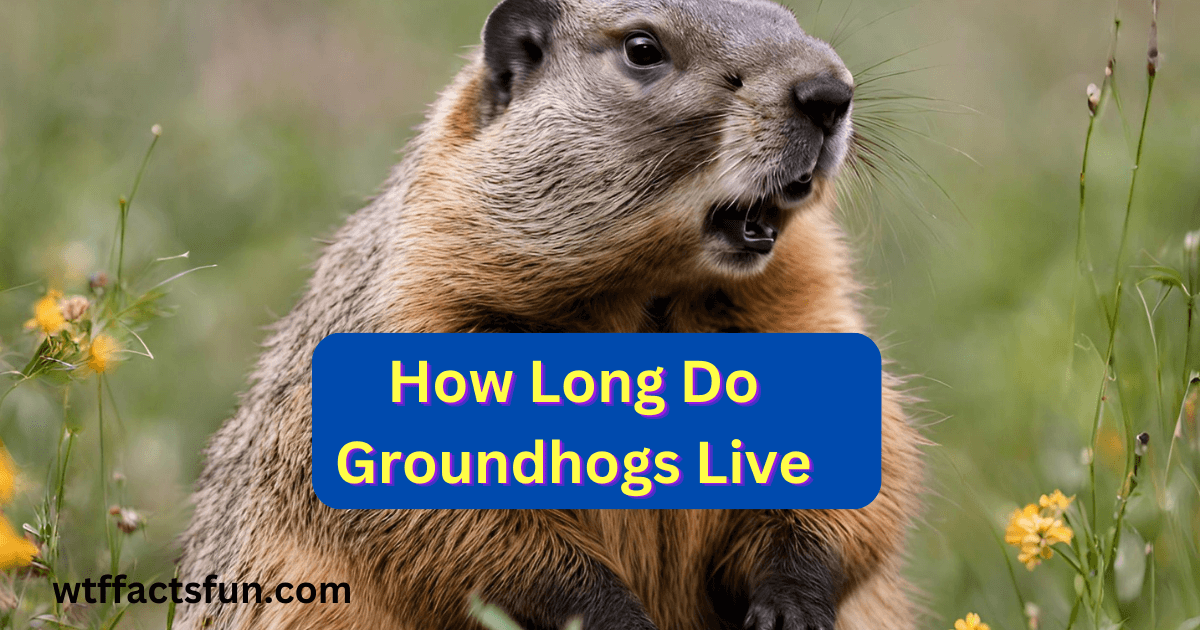 How Long Do Groundhogs Live